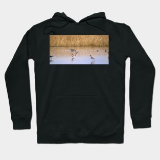 American Avocets Hoodie